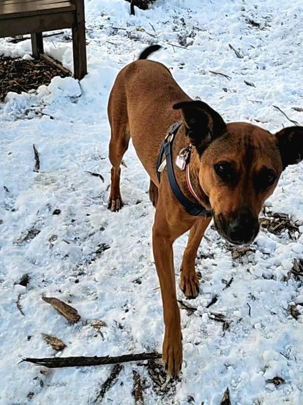 Enlarge Heidi, a ADOPTABLE mixed breed in Ringwood, NJ image 6/6