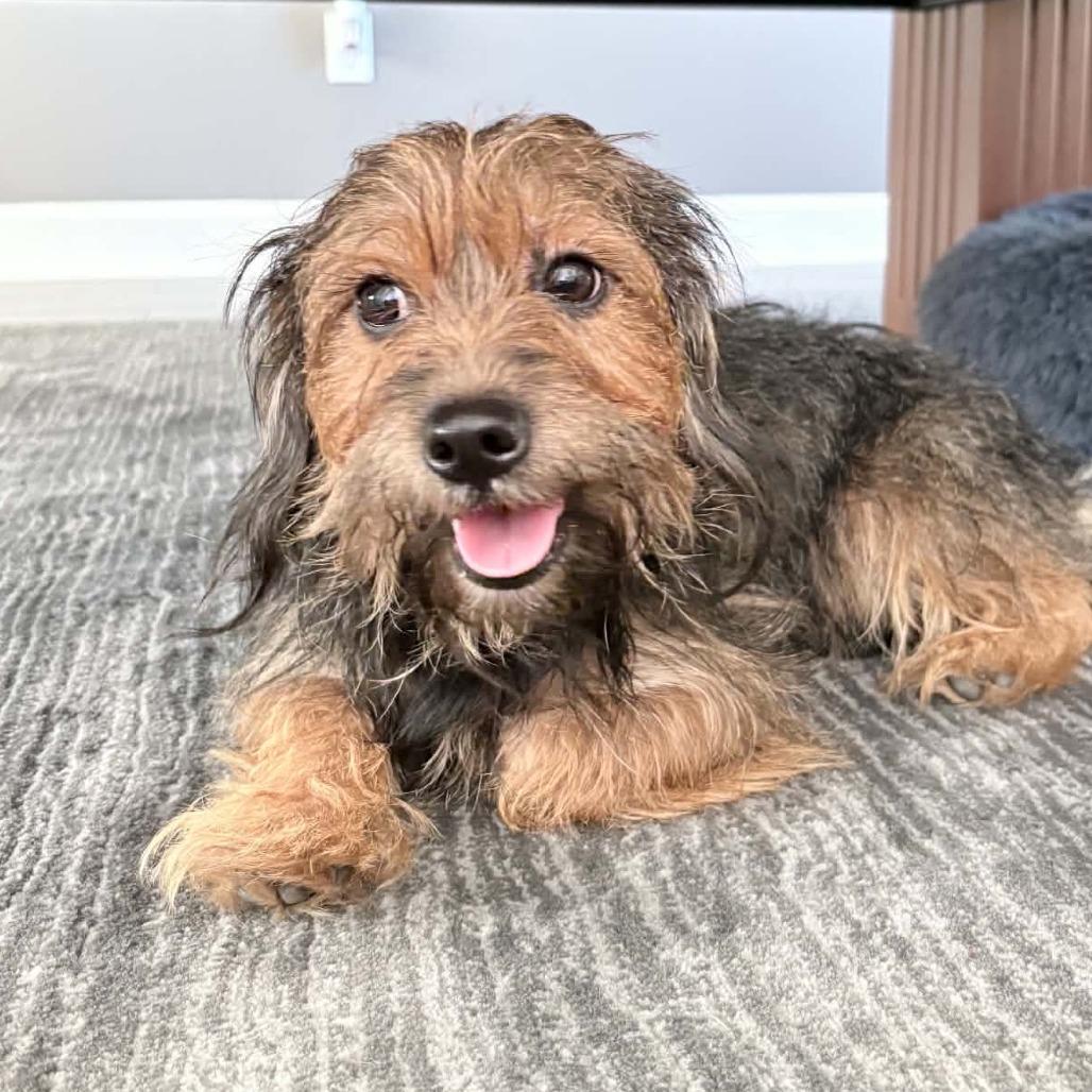 Enlarge Little Man, a Adopted mixed breed in Overland Park, KS image 1/4