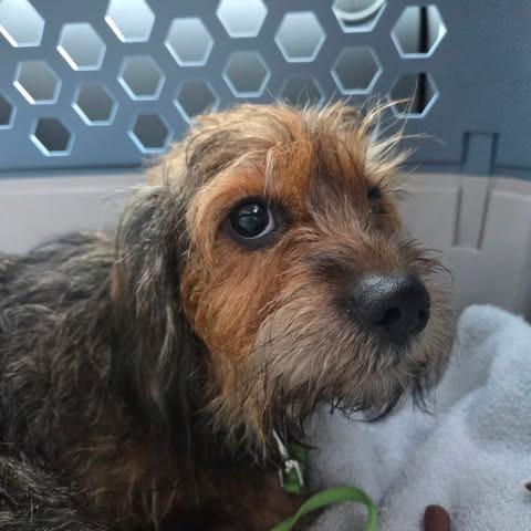 Enlarge Little Man, a Adopted mixed breed in Overland Park, KS image 2/4