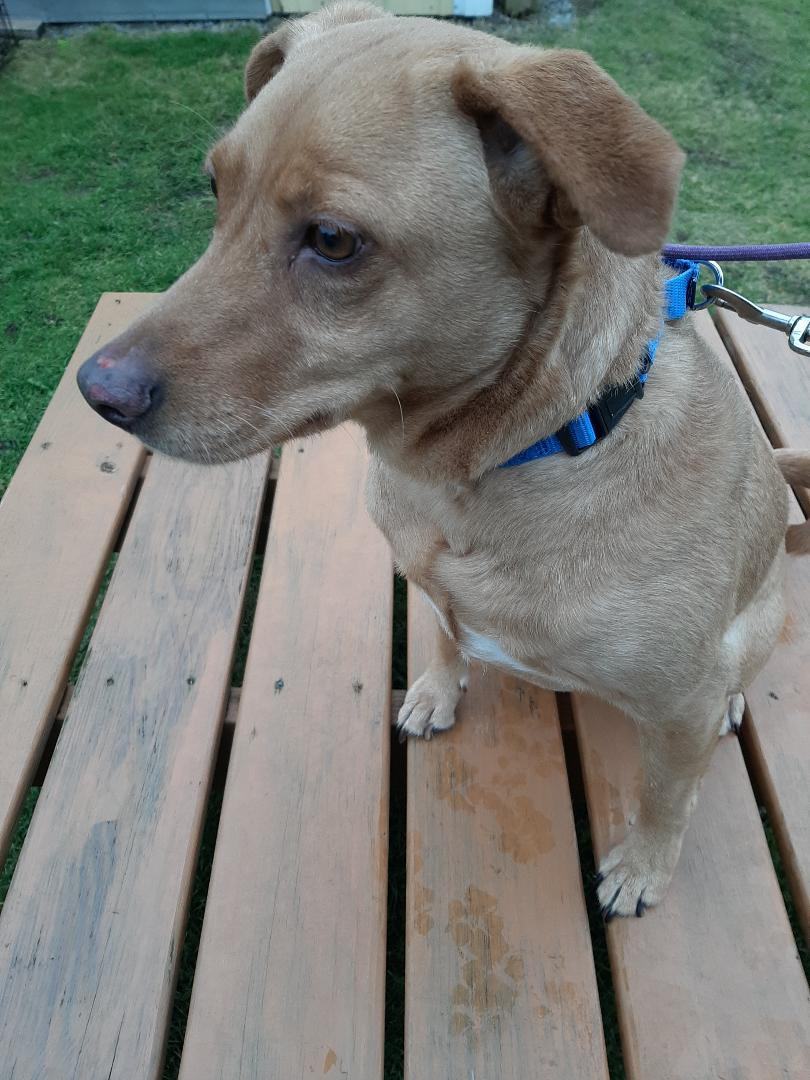 Enlarge Thor, a Adoptable mixed breed in Lockport, NY image 1/2