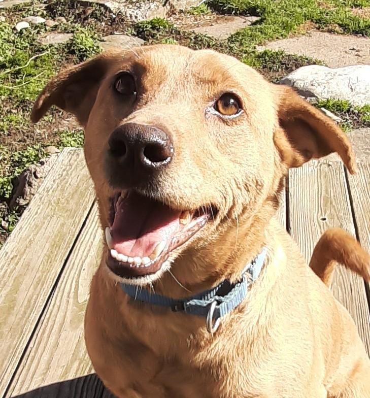 Enlarge Thor, a Adoptable mixed breed in Lockport, NY image 2/2