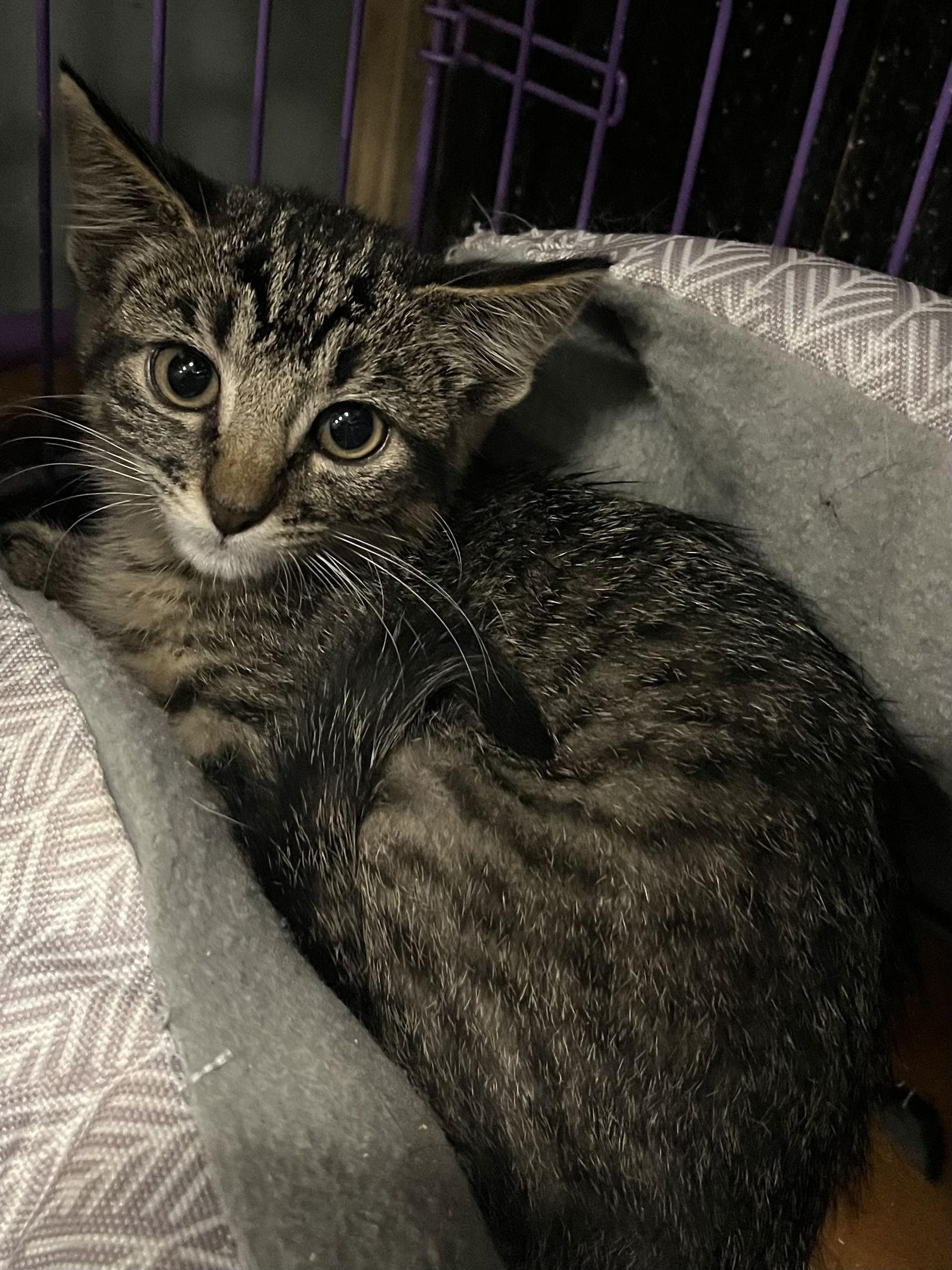 Enlarge Nugget, a Adopted Domestic Short Hair in Zimmerman, MN image 1/1