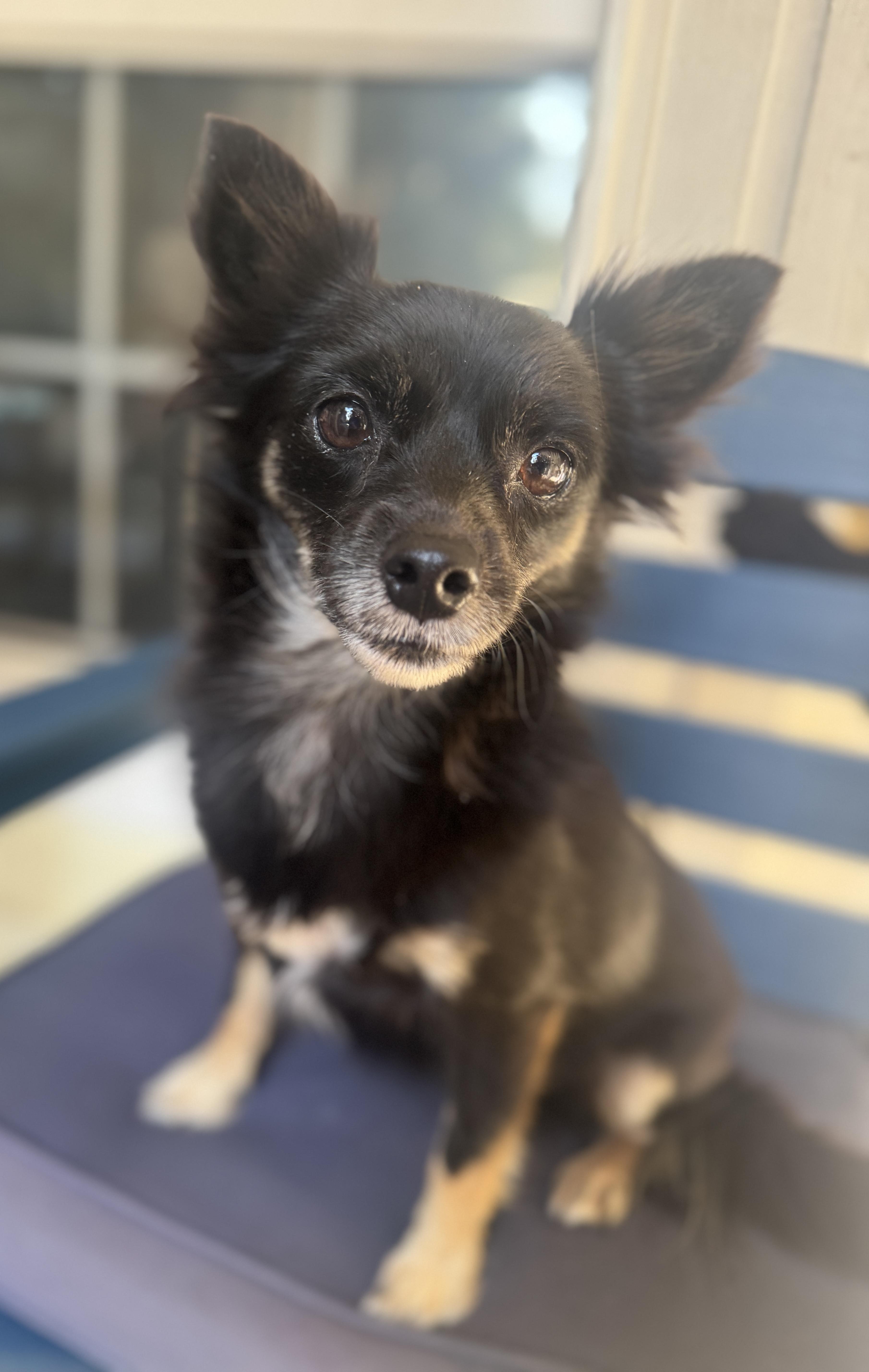 Enlarge Lulu, a Adoptable mixed breed in Navarre, FL image 1/5