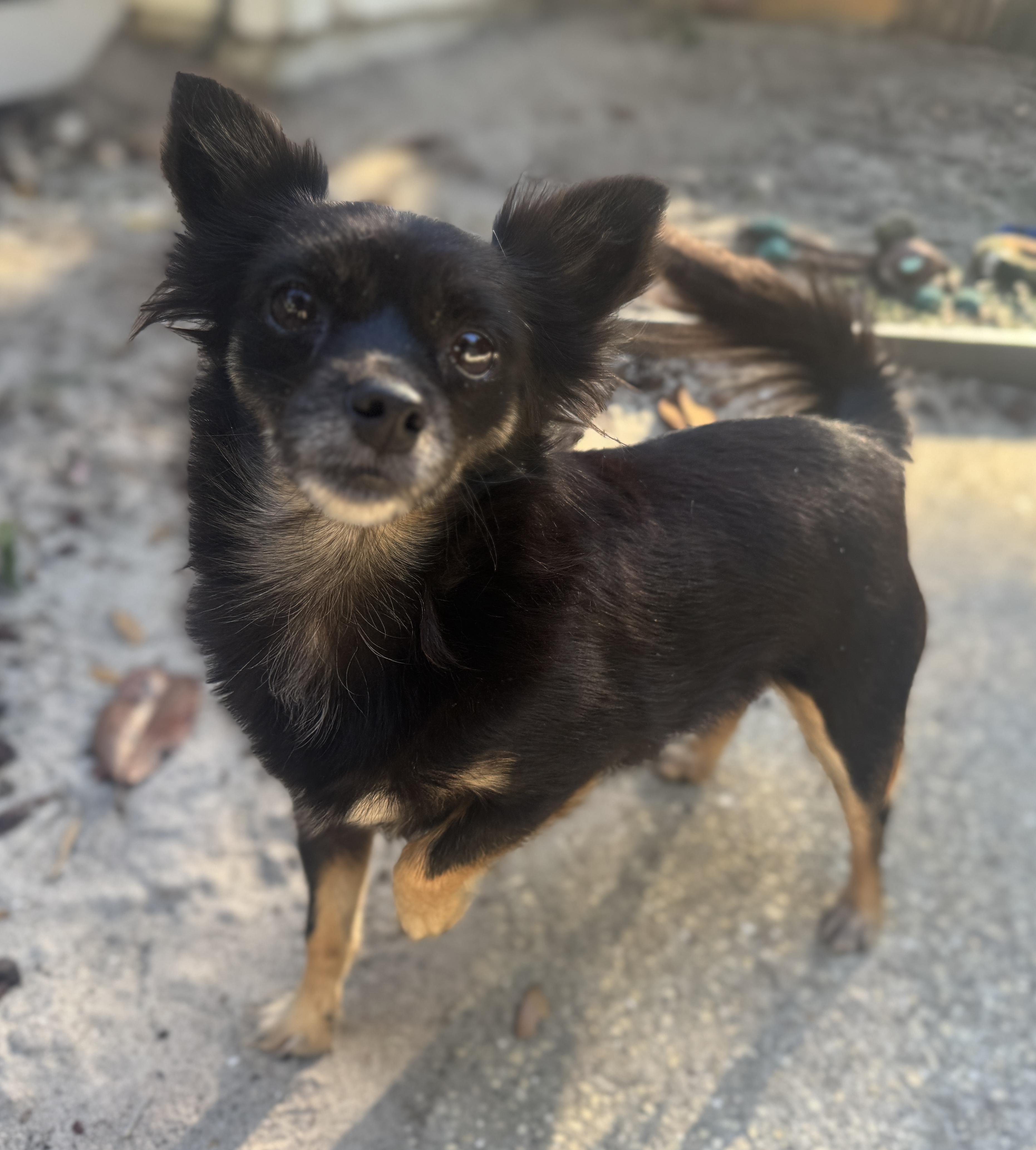 Enlarge Lulu, a Adoptable mixed breed in Navarre, FL image 2/5