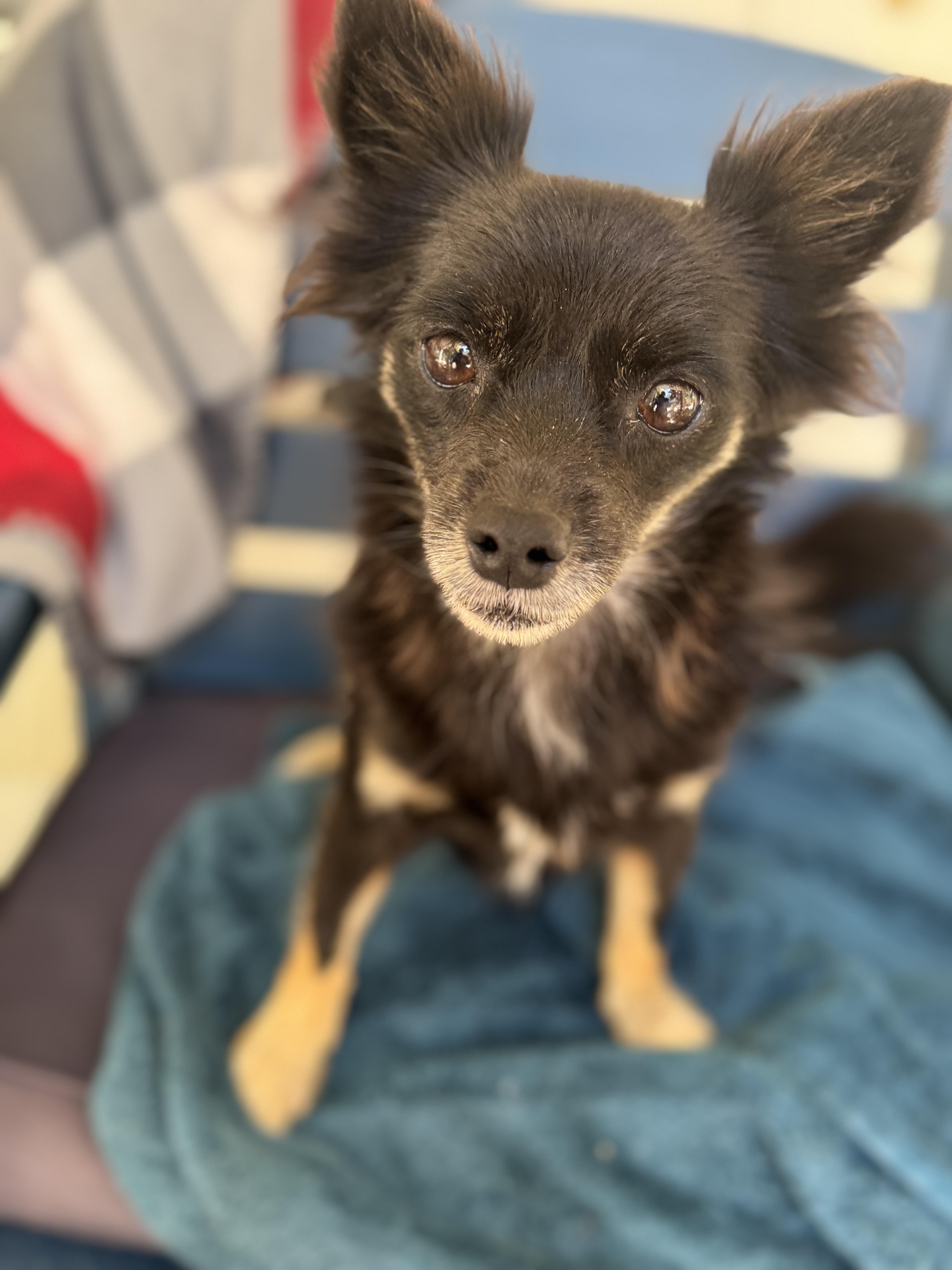 Enlarge Lulu, a Adoptable mixed breed in Navarre, FL image 3/5