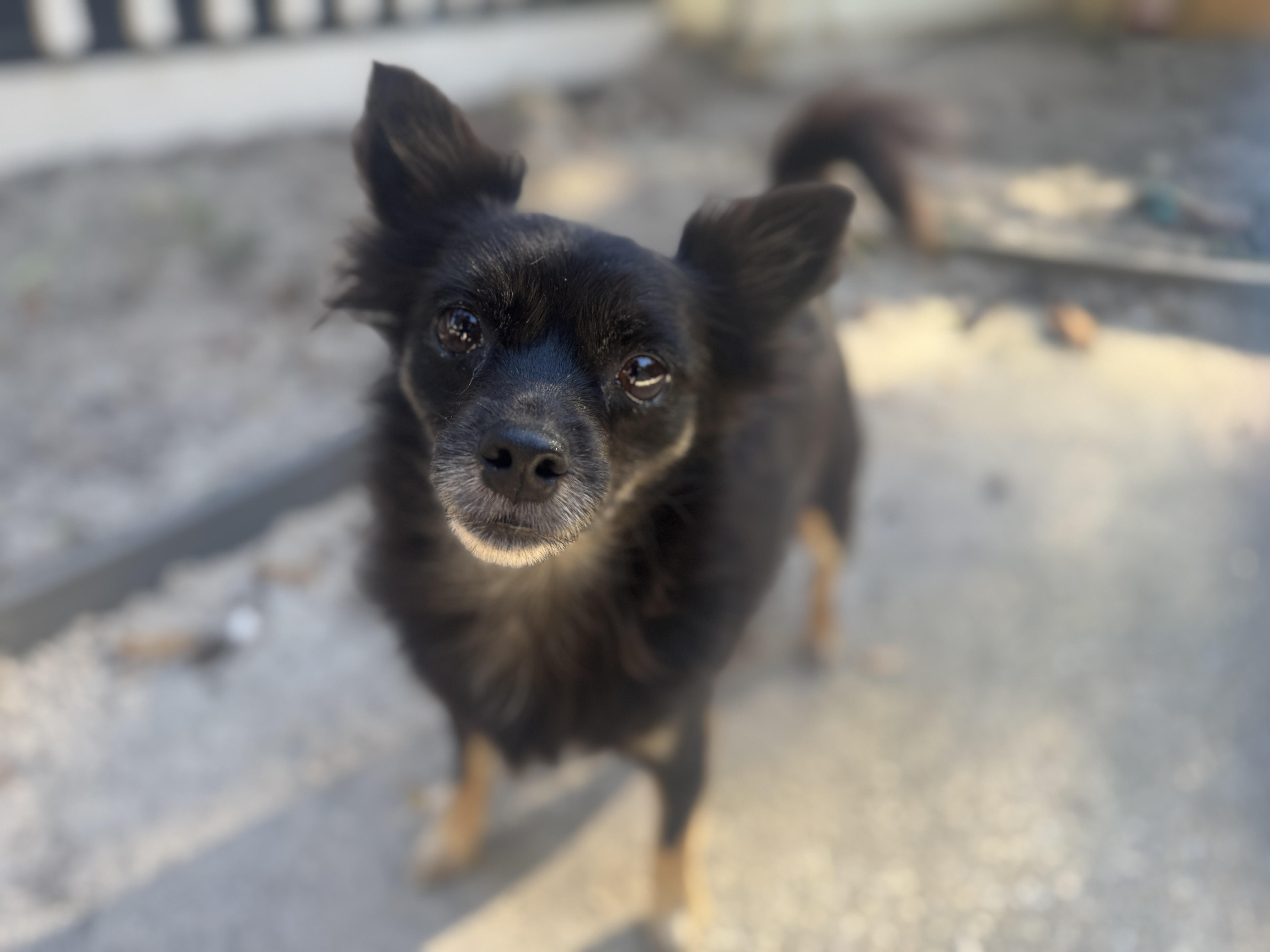 Enlarge Lulu, a Adoptable mixed breed in Navarre, FL image 4/5