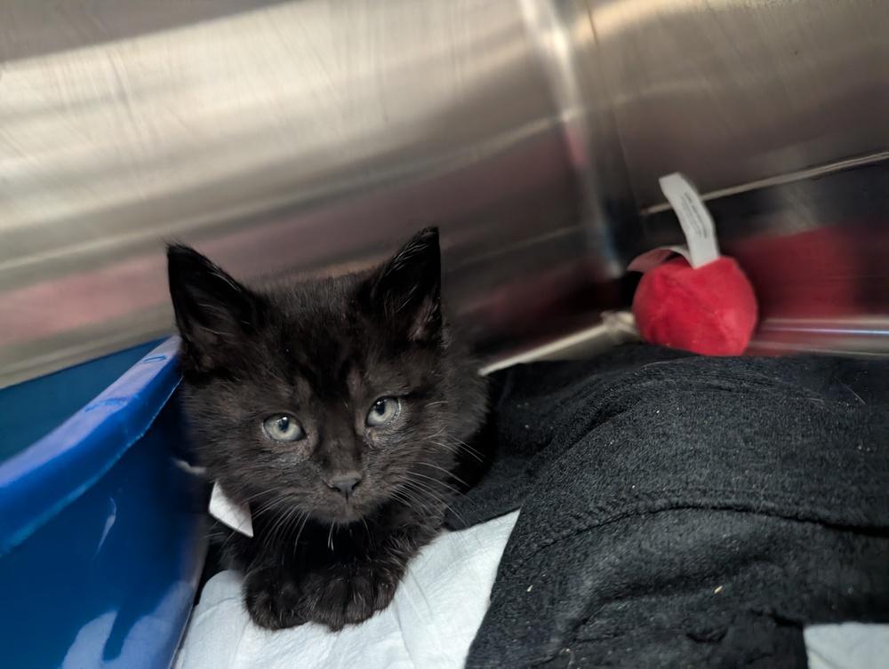 Enlarge Danny Zuko, a Adopted Domestic Short Hair in Evansville, IN image 1/1