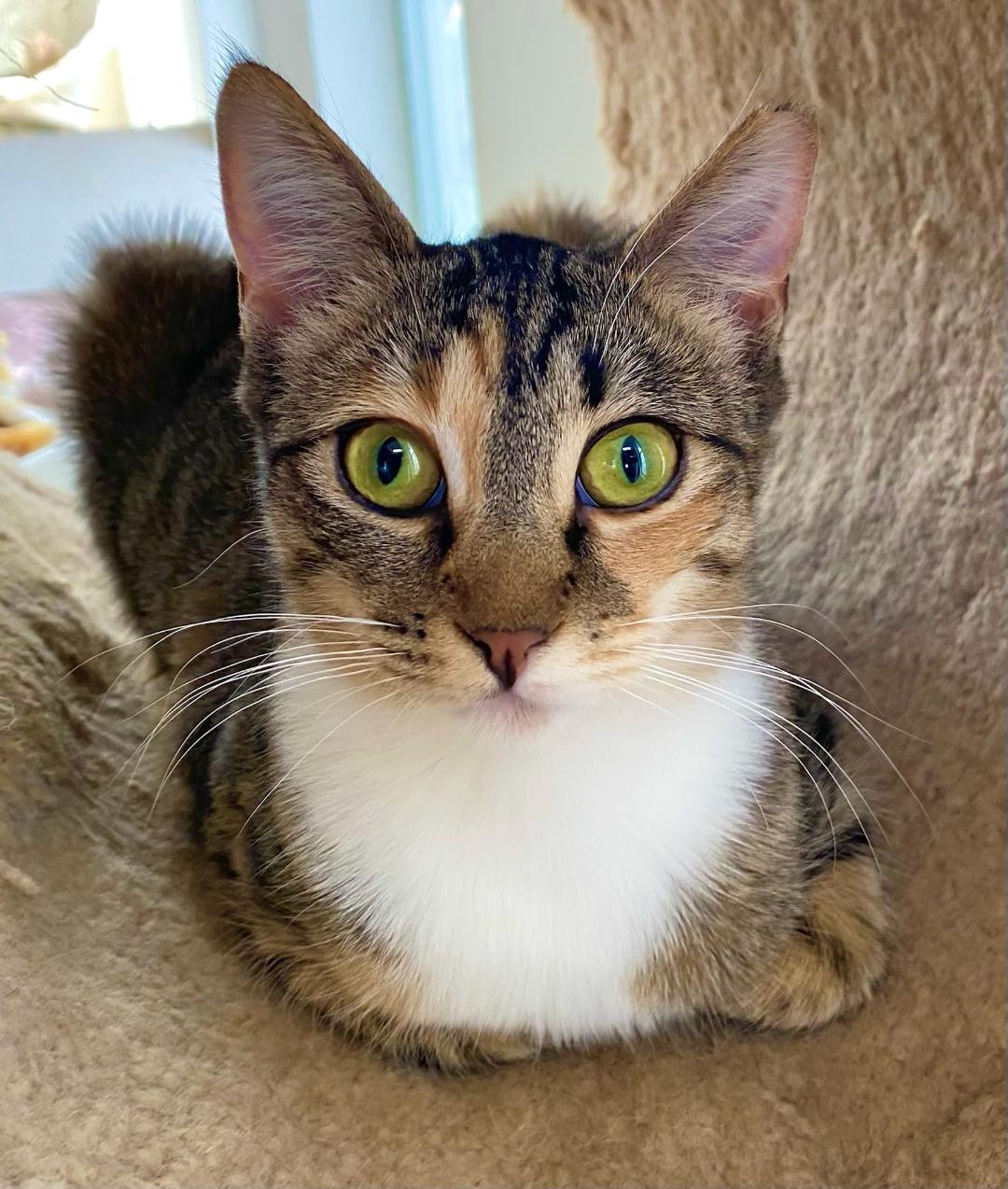 Enlarge Little Bit, a Adoptable Domestic Short Hair in Chattanooga, TN image 2/5