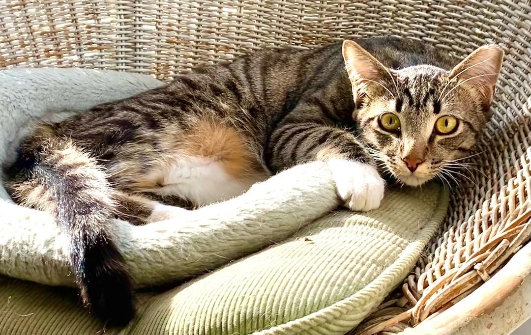 Enlarge Little Bit, a Adoptable Domestic Short Hair in Chattanooga, TN image 4/5