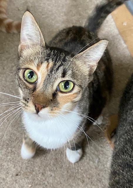 Little Bit, Adoptable, Young Female Domestic Short Hair.