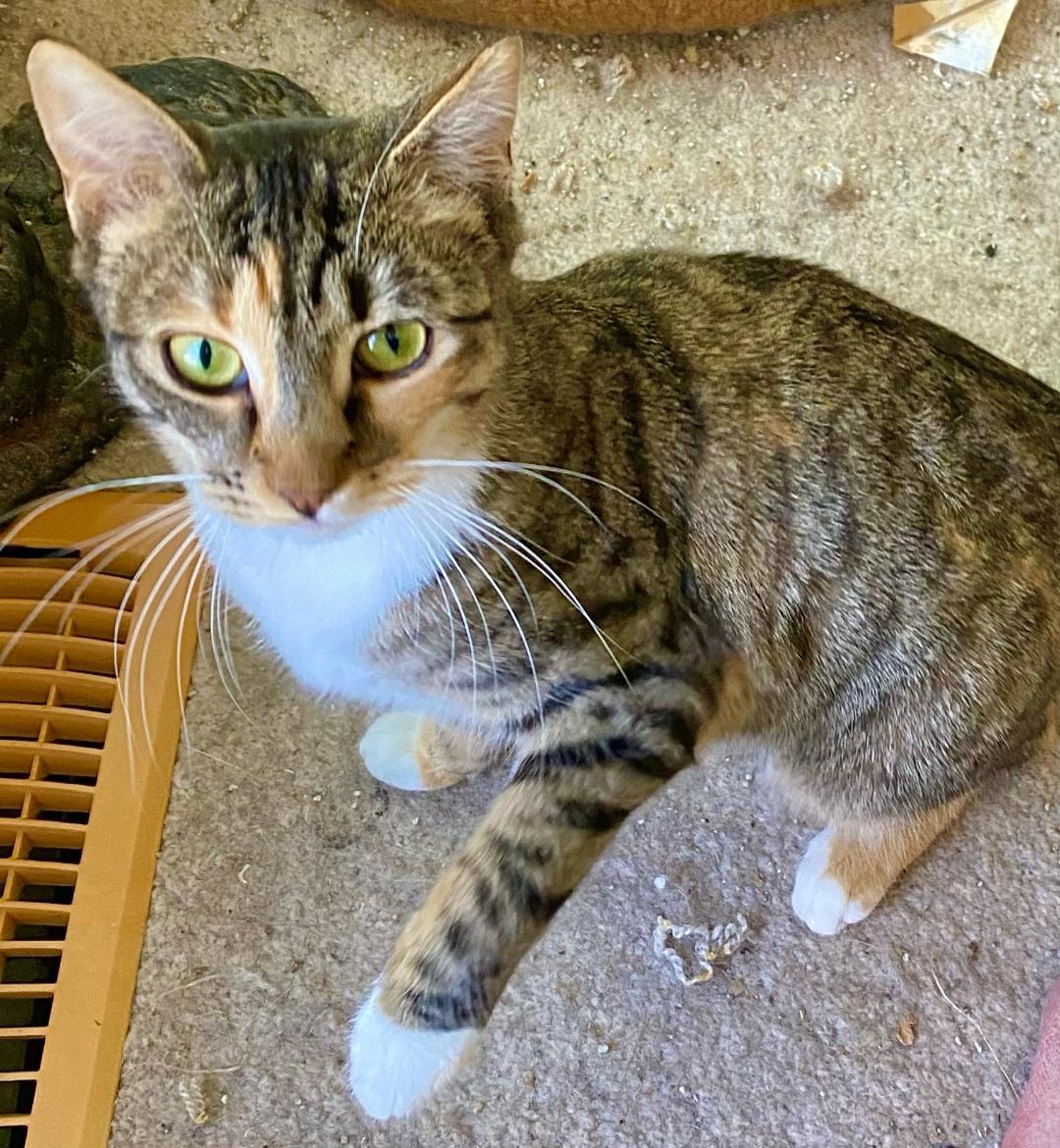 Enlarge Little Bit, a Adoptable Domestic Short Hair in Chattanooga, TN image 5/5