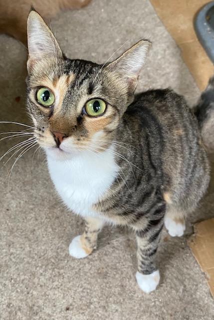 Enlarge Little Bit, a Adoptable Domestic Short Hair in Chattanooga, TN image 3/5