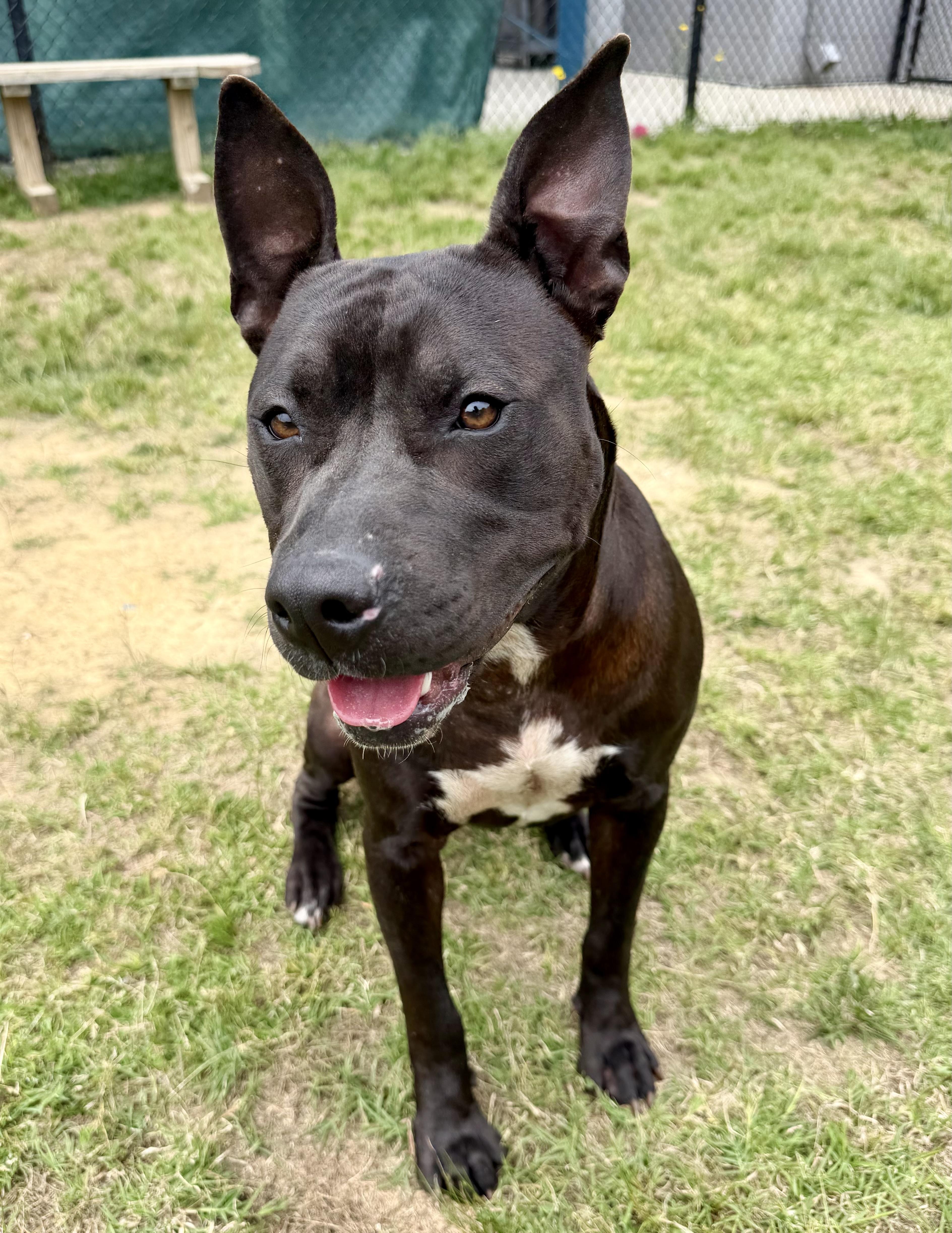 Mulan , ADOPTABLE, Adult Female Terrier.