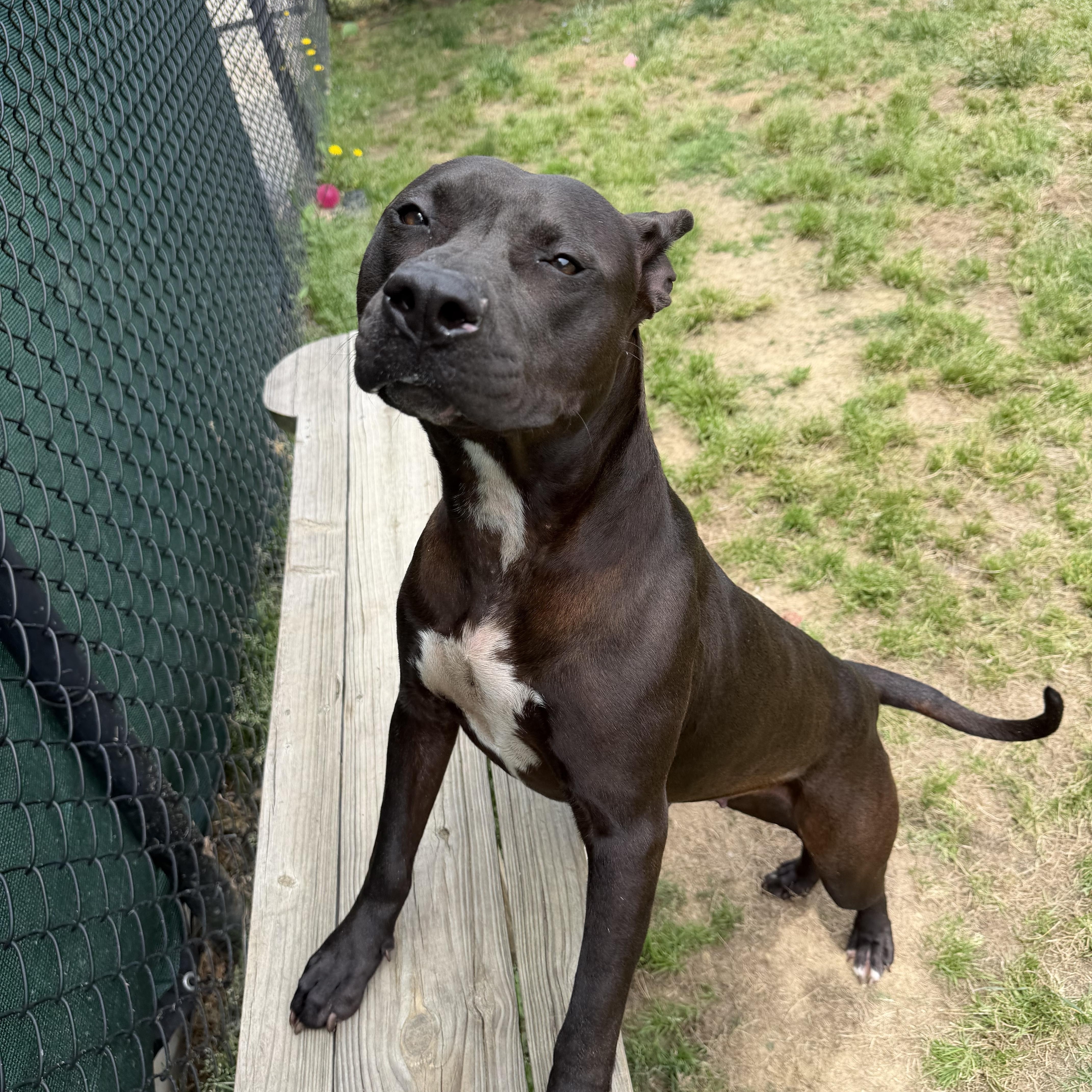 Enlarge Mulan , a ADOPTABLE mixed breed in Lancaster, SC image 3/3