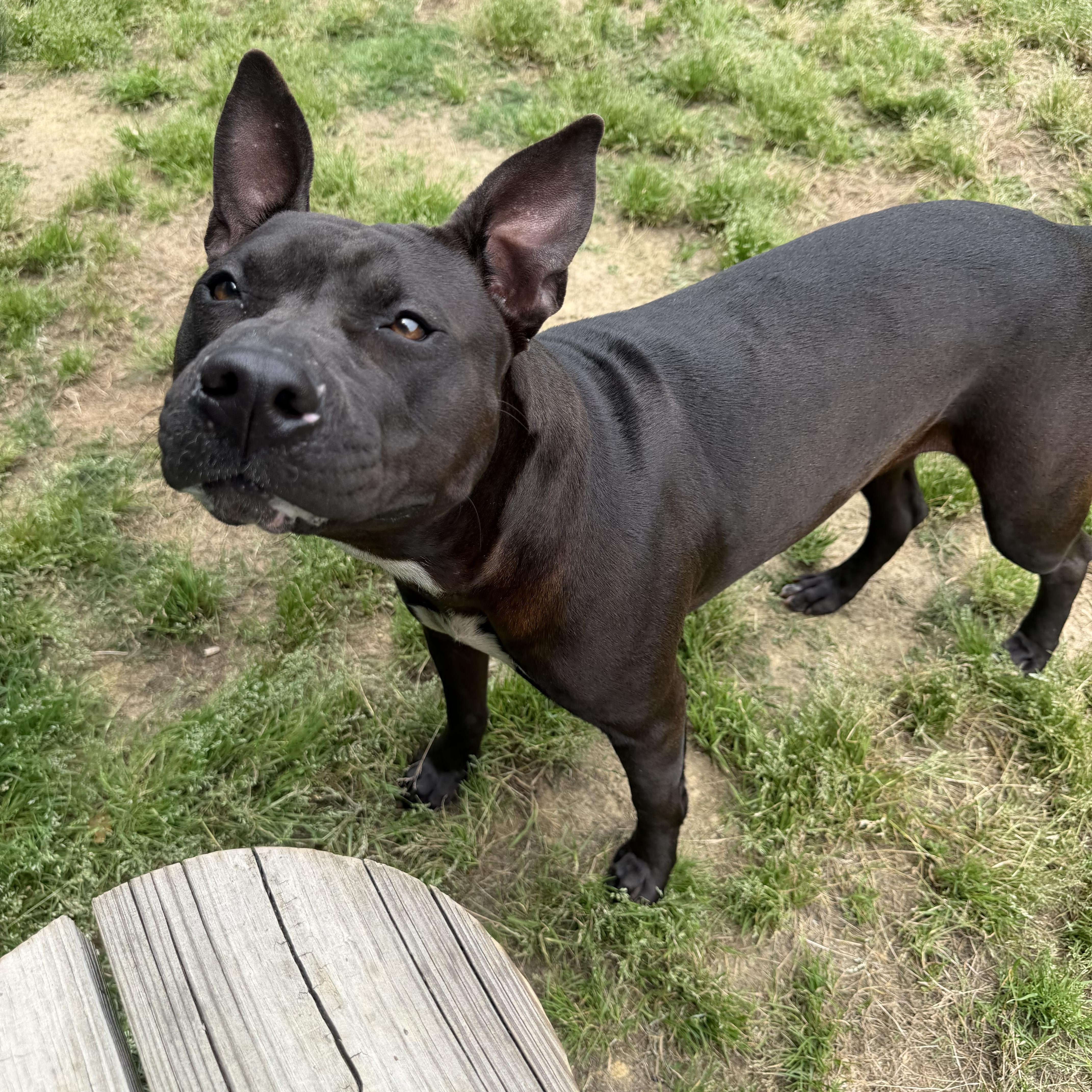 Enlarge Mulan , a ADOPTABLE mixed breed in Lancaster, SC image 2/3
