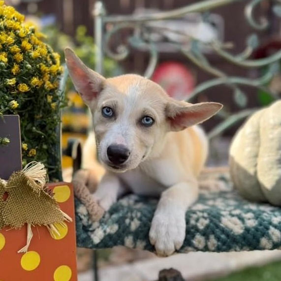 Enlarge Milo, a Adoptable mixed breed in Poughkeepsie, NY image 5/6