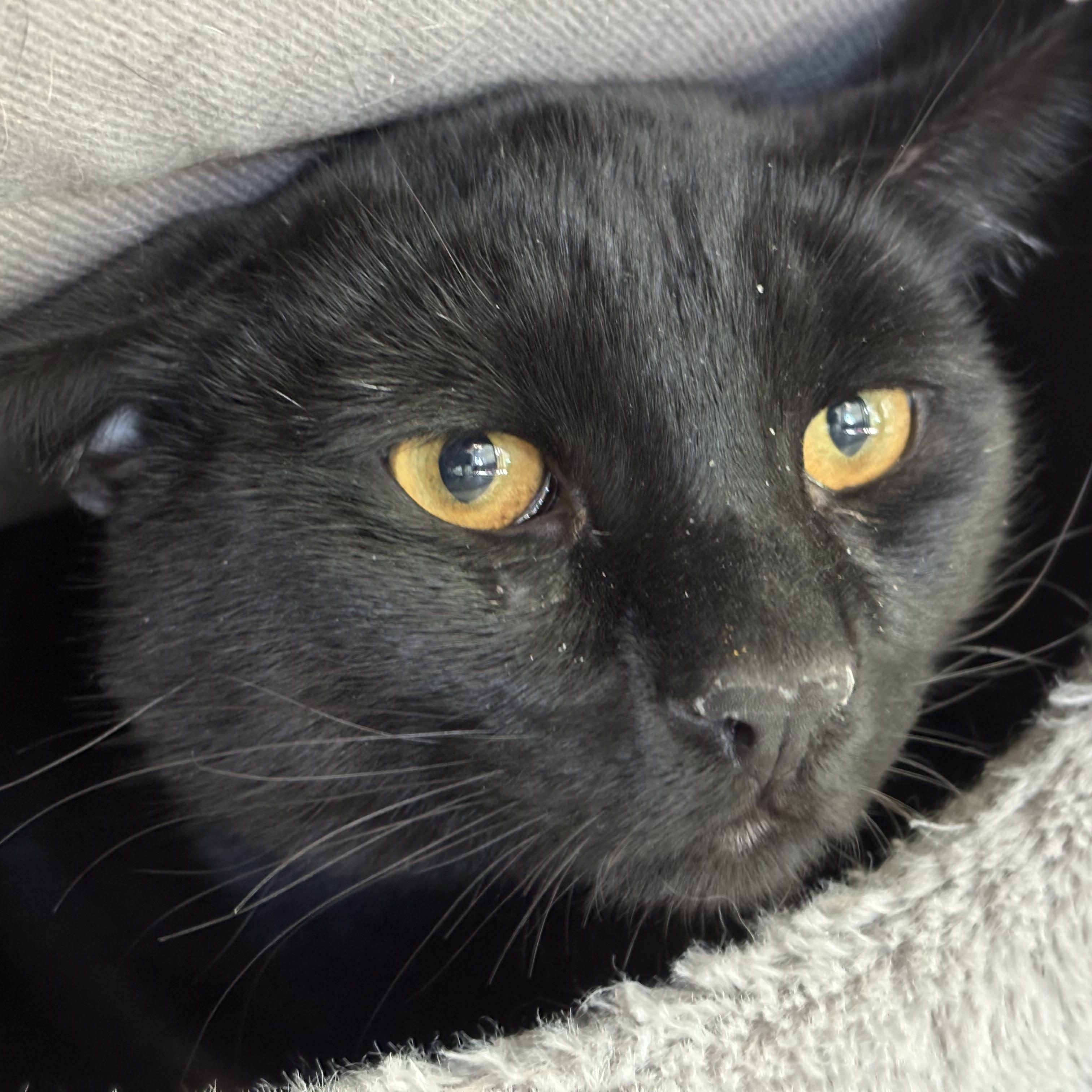 Enlarge Dekes, a Adoptable Domestic Short Hair in Carson City, NV image 3/3