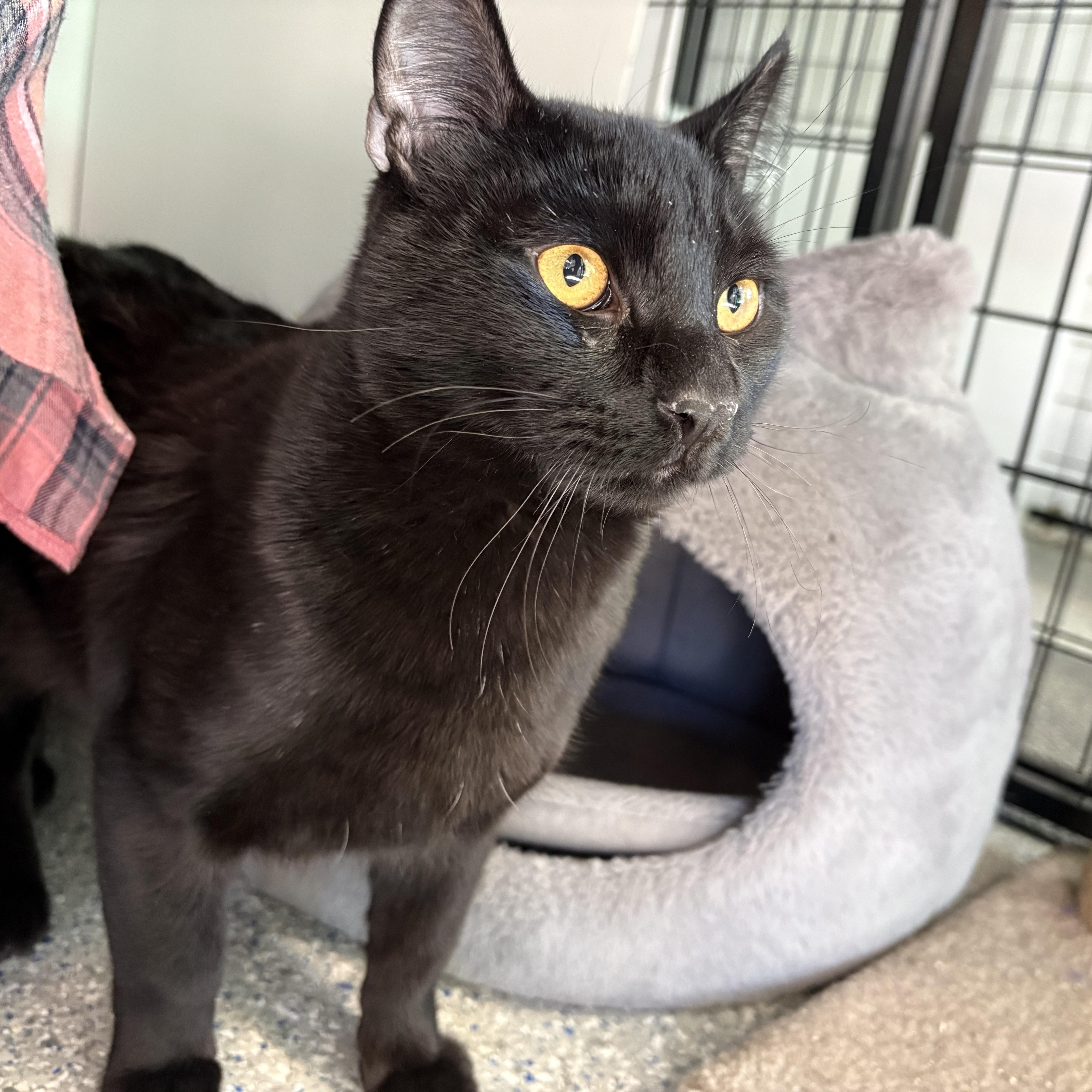 Dekes, Adoptable, Kitten Male Domestic Short Hair.