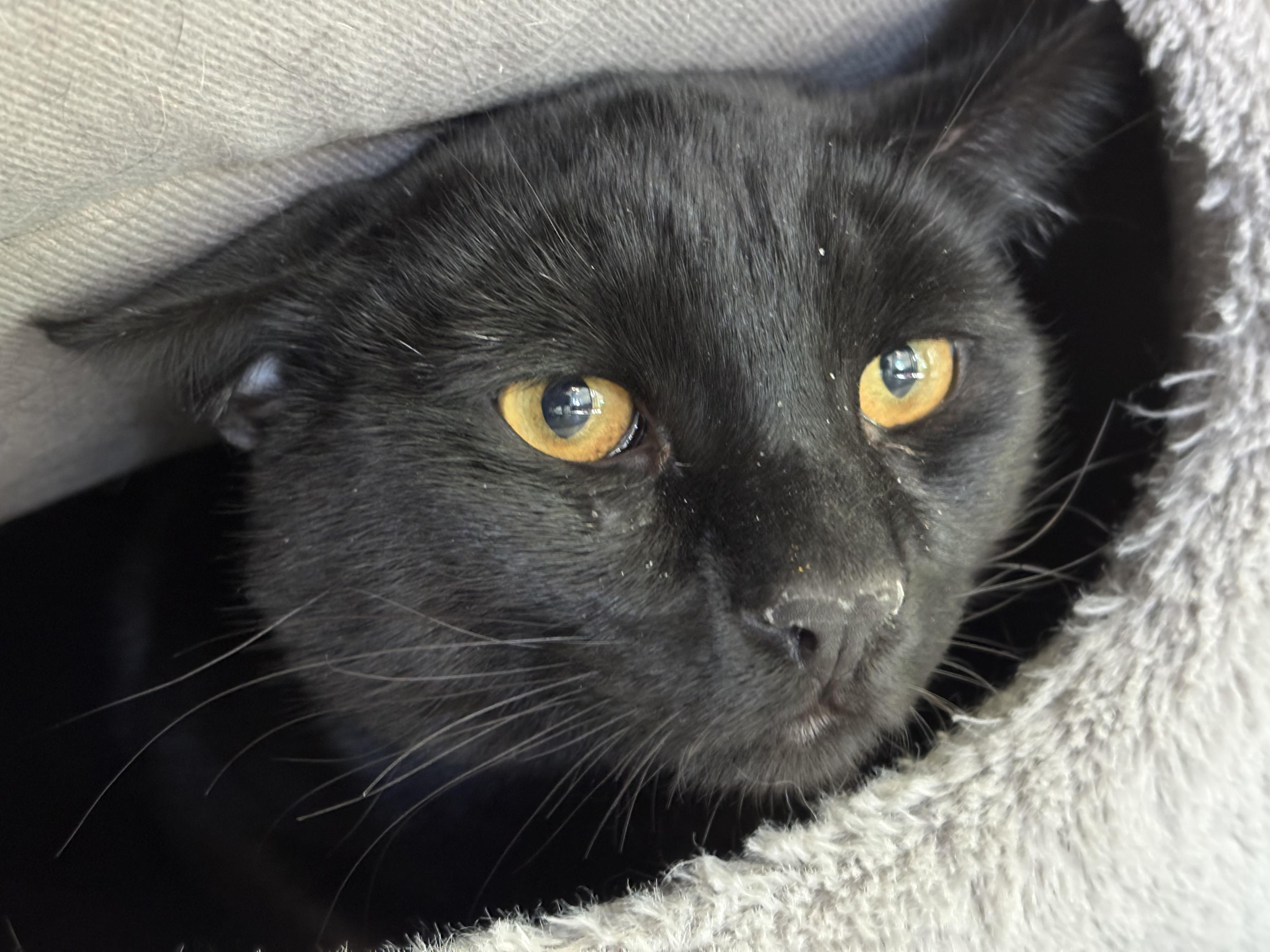 Enlarge Dekes, a Adoptable Domestic Short Hair in Carson City, NV image 2/3