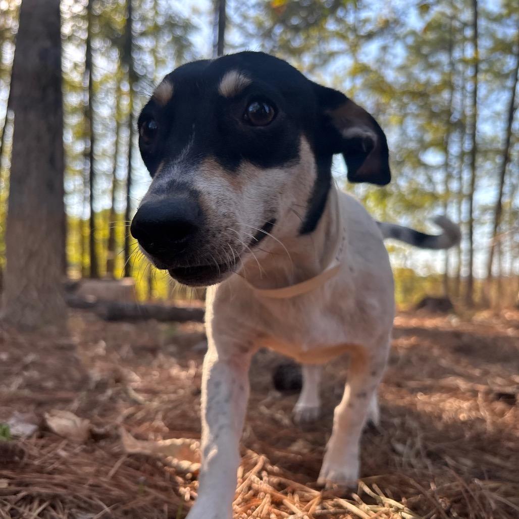 Enlarge Jessica, a Adoptable mixed breed in Birmingham, AL image 1/4