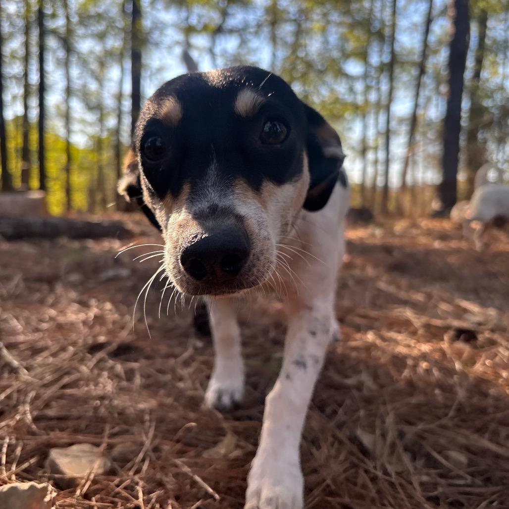 Enlarge Jessica, a Adoptable mixed breed in Birmingham, AL image 3/4