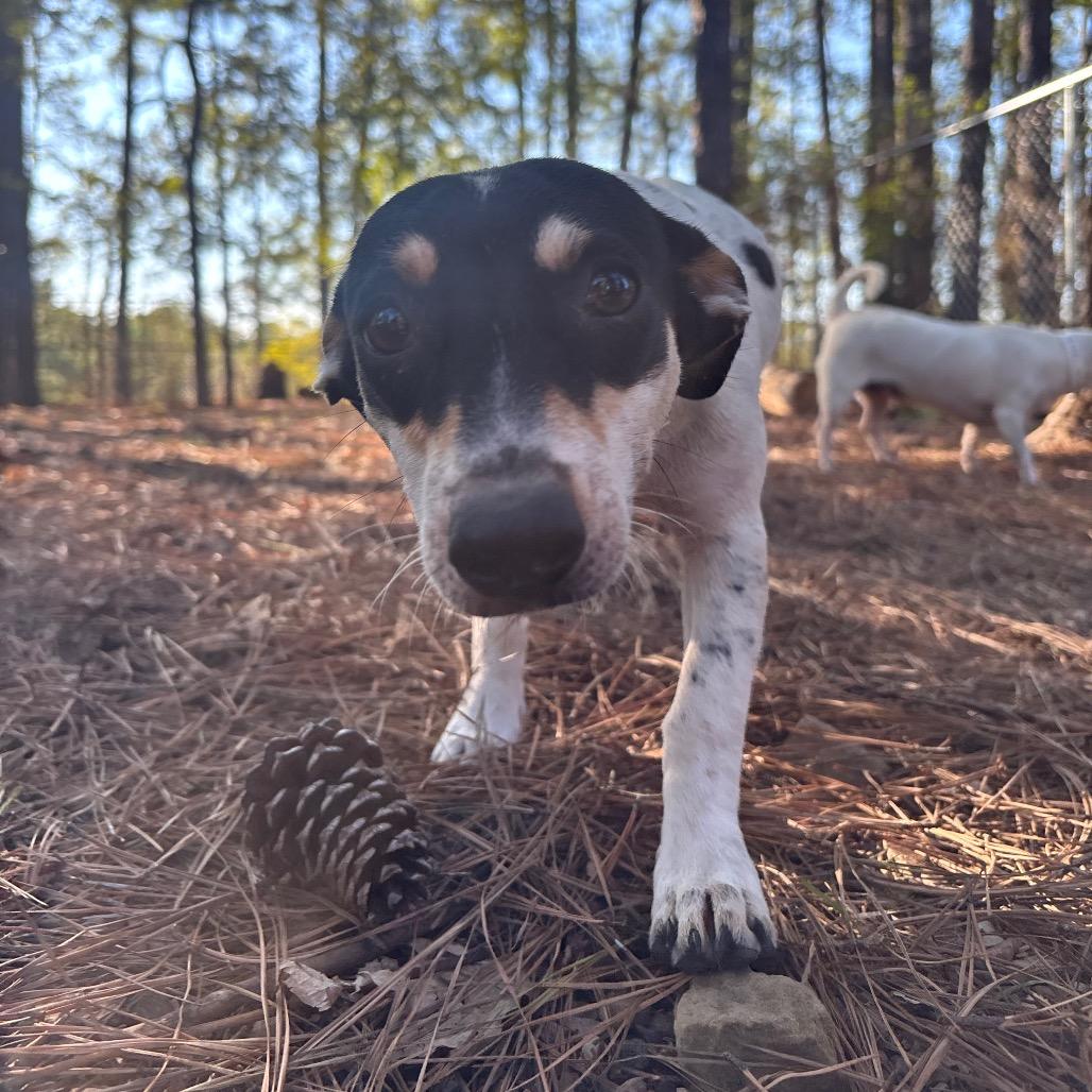 Enlarge Jessica, a Adoptable mixed breed in Birmingham, AL image 4/4
