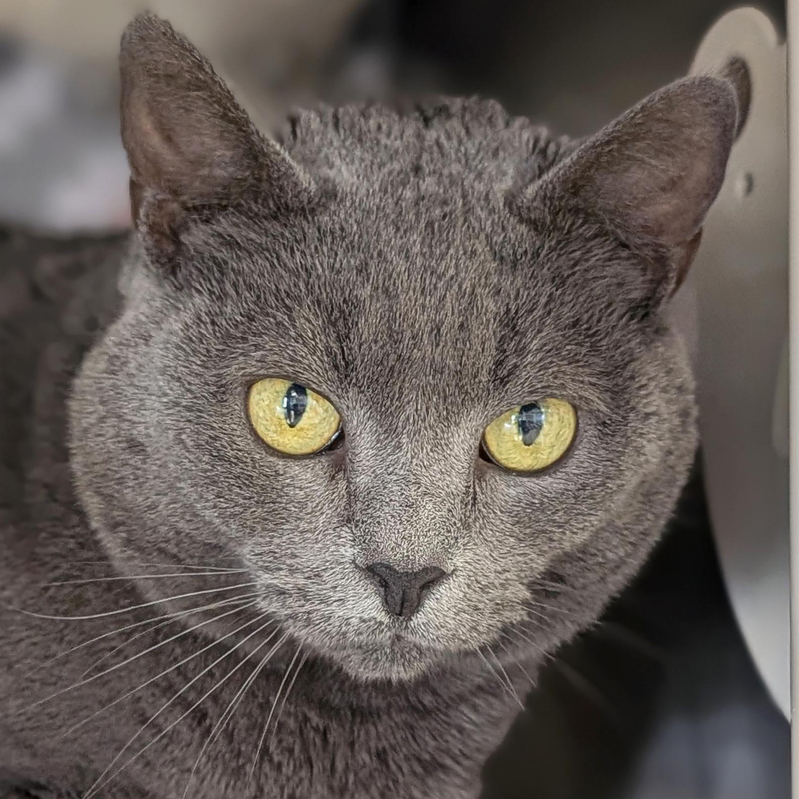 Arya, ADOPTABLE, Senior Female Domestic Short Hair.