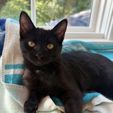 Enlarge Little Bear, a Adoptable Domestic Short Hair in Novato, CA image 1/3