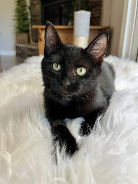 Enlarge Little Bear, a Adoptable Domestic Short Hair in Novato, CA image 3/3