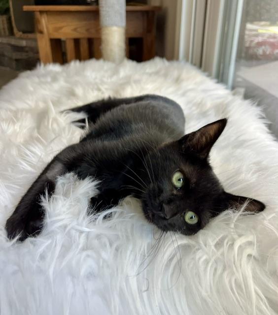 Enlarge Little Bear, a Adoptable Domestic Short Hair in Novato, CA image 2/3