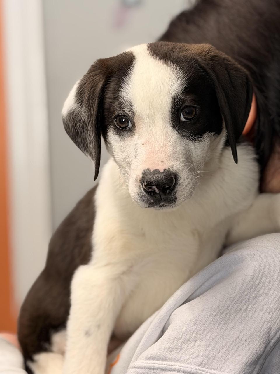 Oreo , adopted, Puppy Male Hound & Border Collie.