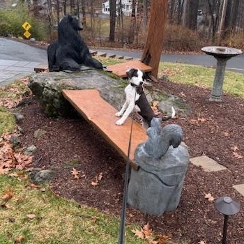 Enlarge Oreo , an adoptable mixed breed in Sparta, NJ image 5/6