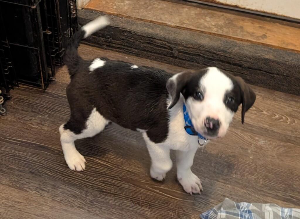 Oreo , an adopted mixed breed in Sparta, NJ image 6/6
