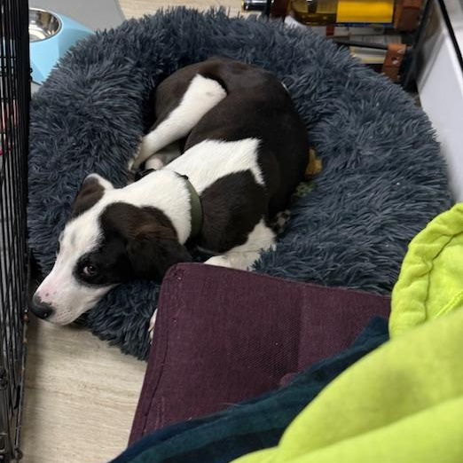 Enlarge Oreo , an adoptable mixed breed in Sparta, NJ image 6/6