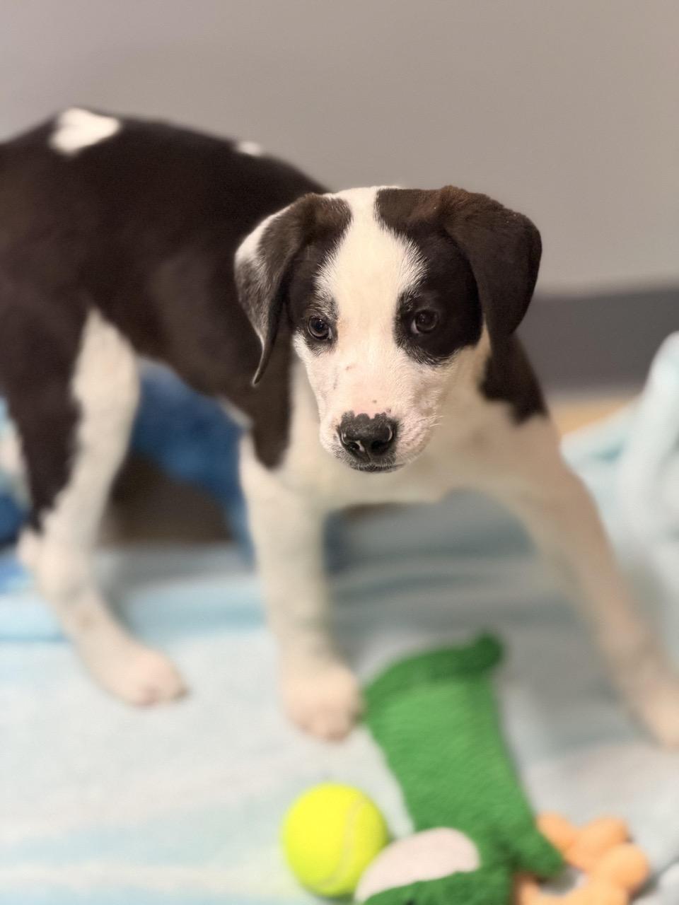 Oreo , an adopted mixed breed in Sparta, NJ image 3/6