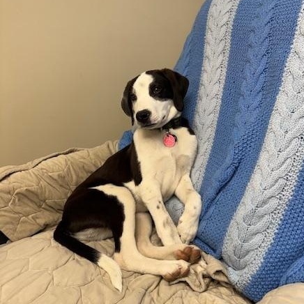 Enlarge Oreo , an adoptable mixed breed in Sparta, NJ image 1/6