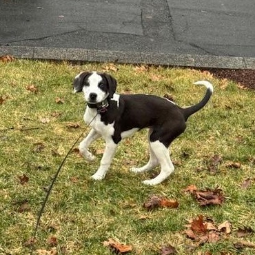 Enlarge Oreo , an adoptable mixed breed in Sparta, NJ image 3/6