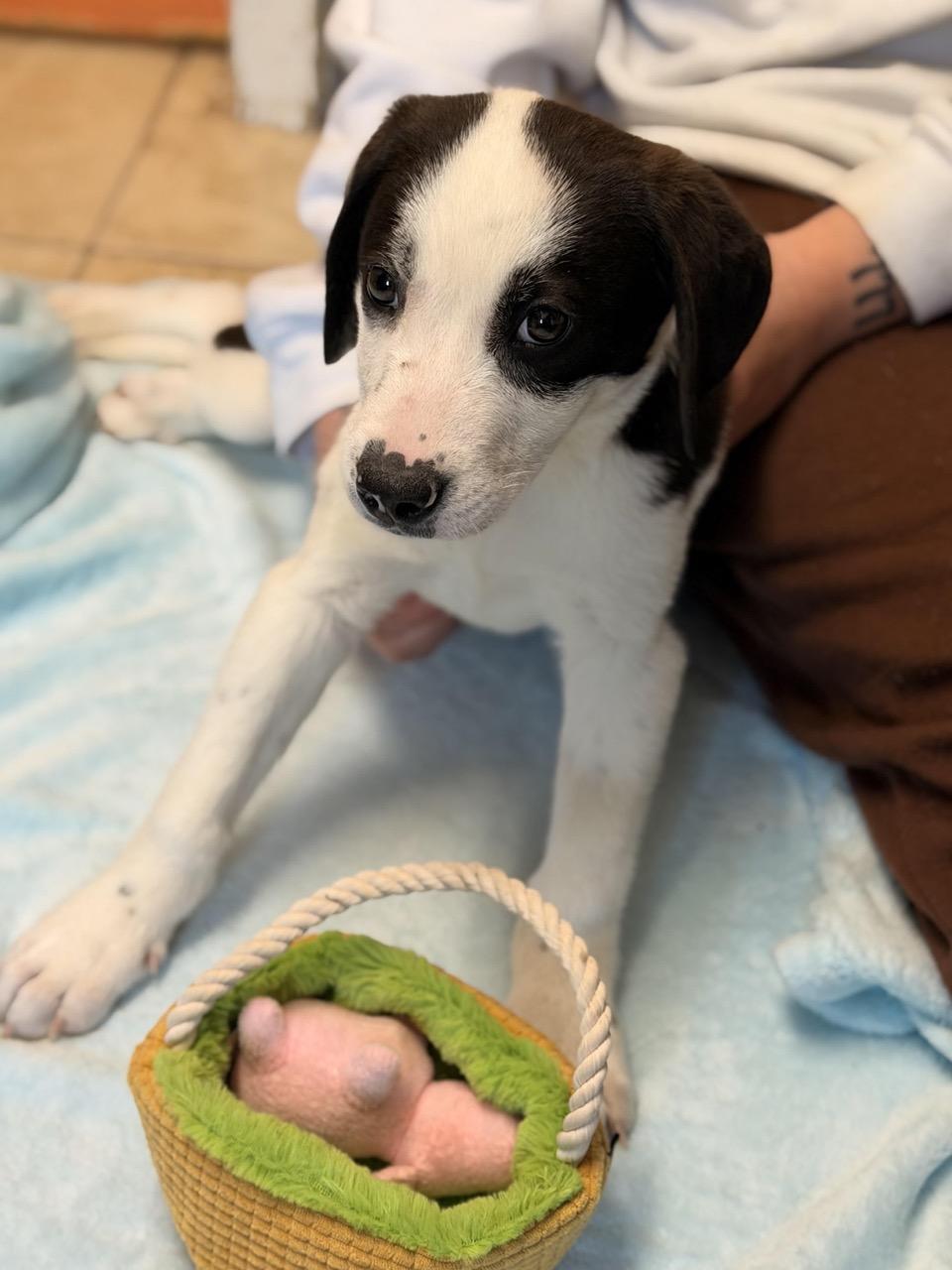 Oreo , an adopted mixed breed in Sparta, NJ image 4/6