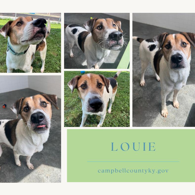 Enlarge Louie, a Adoptable mixed breed in Melbourne, KY image 1/1