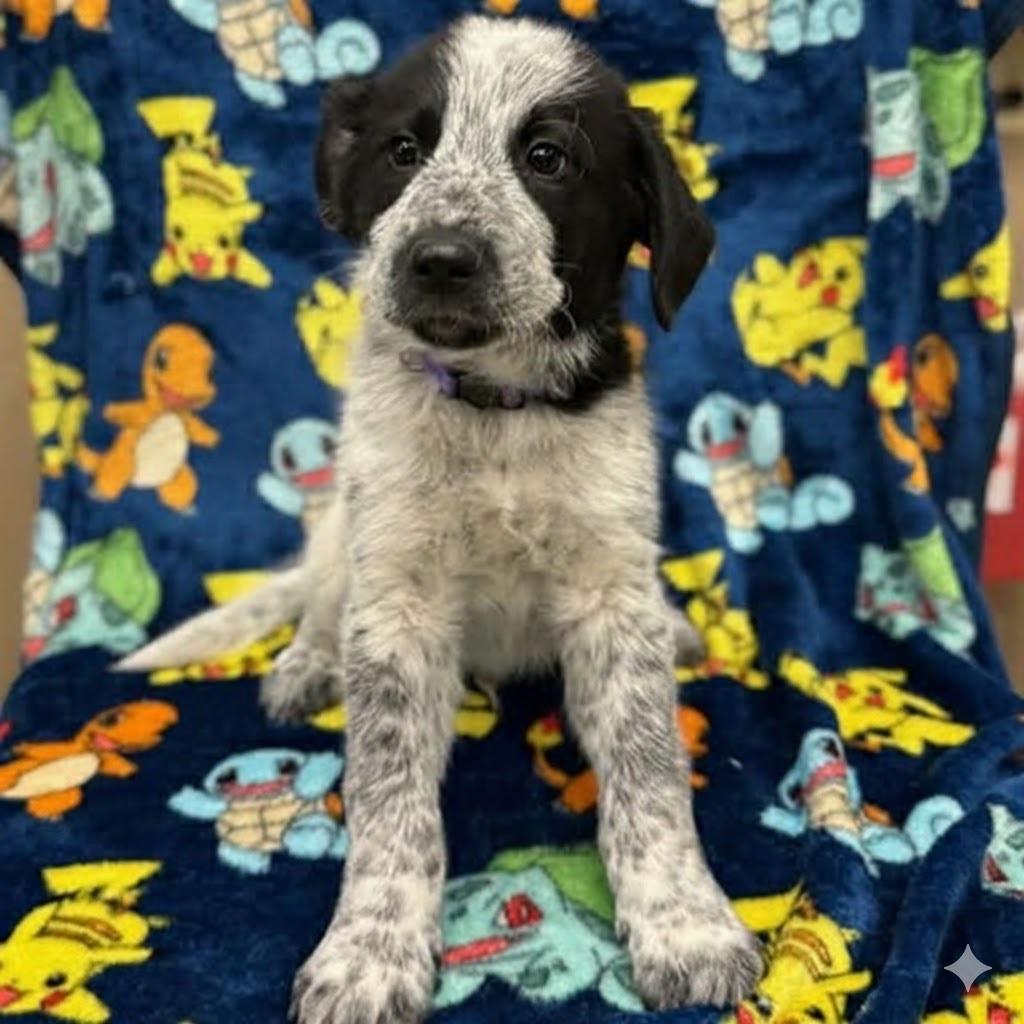 Hart, Adoptable, Puppy Male Great Pyrenees & Catahoula Leopard Dog.