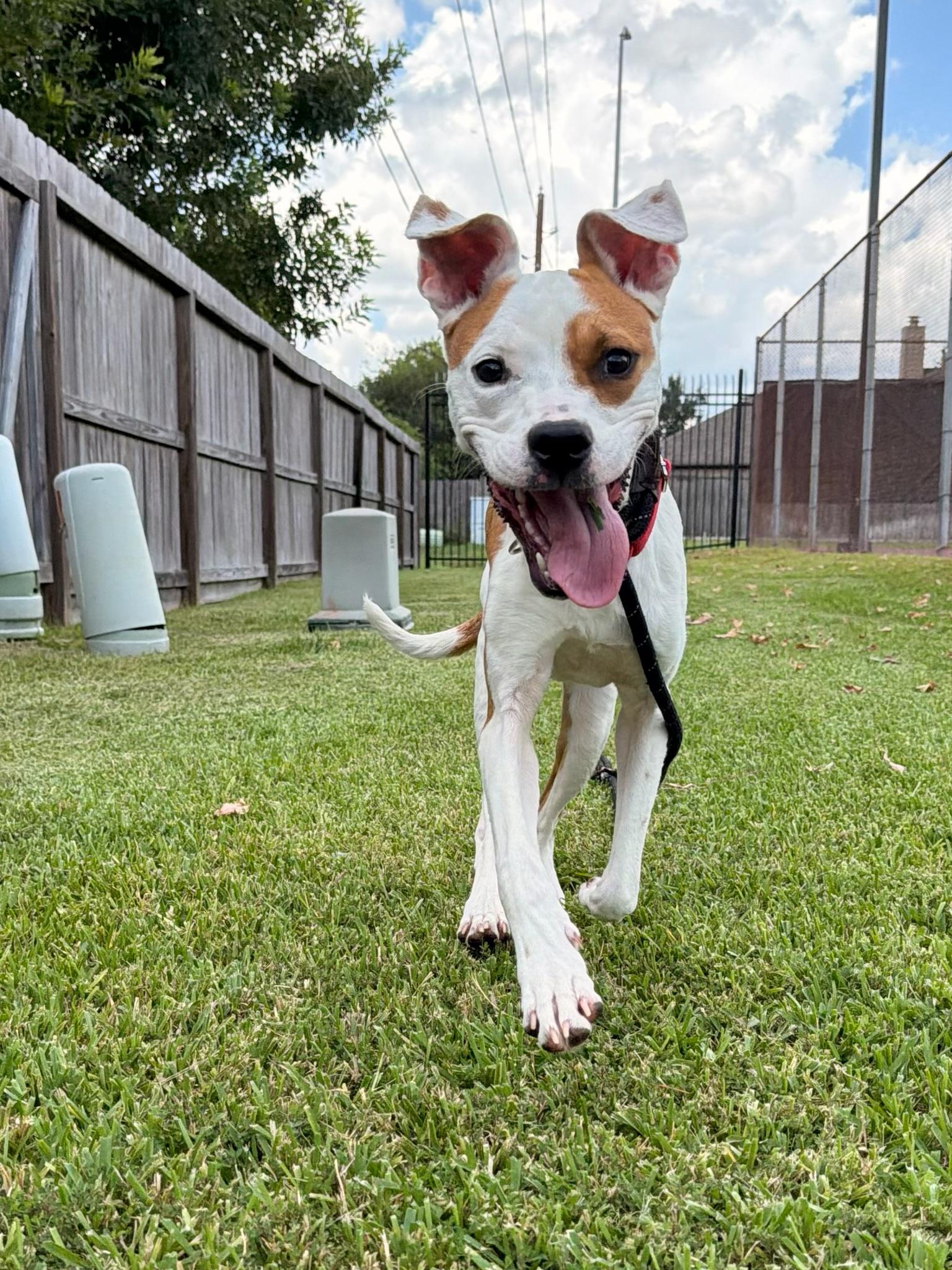 Enlarge Cashew, a Adoptable mixed breed in Austin, TX image 2/6