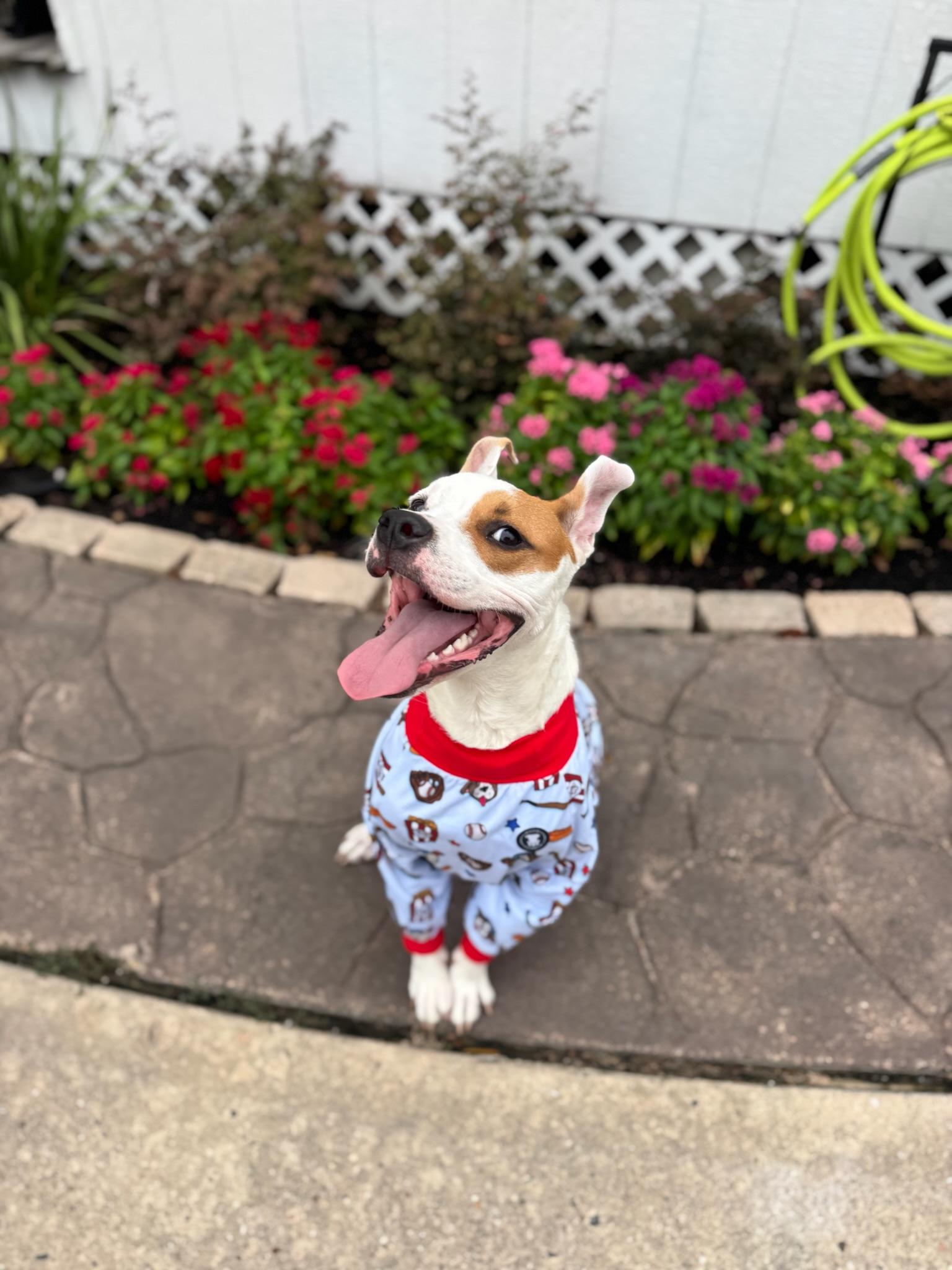 Enlarge Cashew, a Adoptable mixed breed in Austin, TX image 6/6