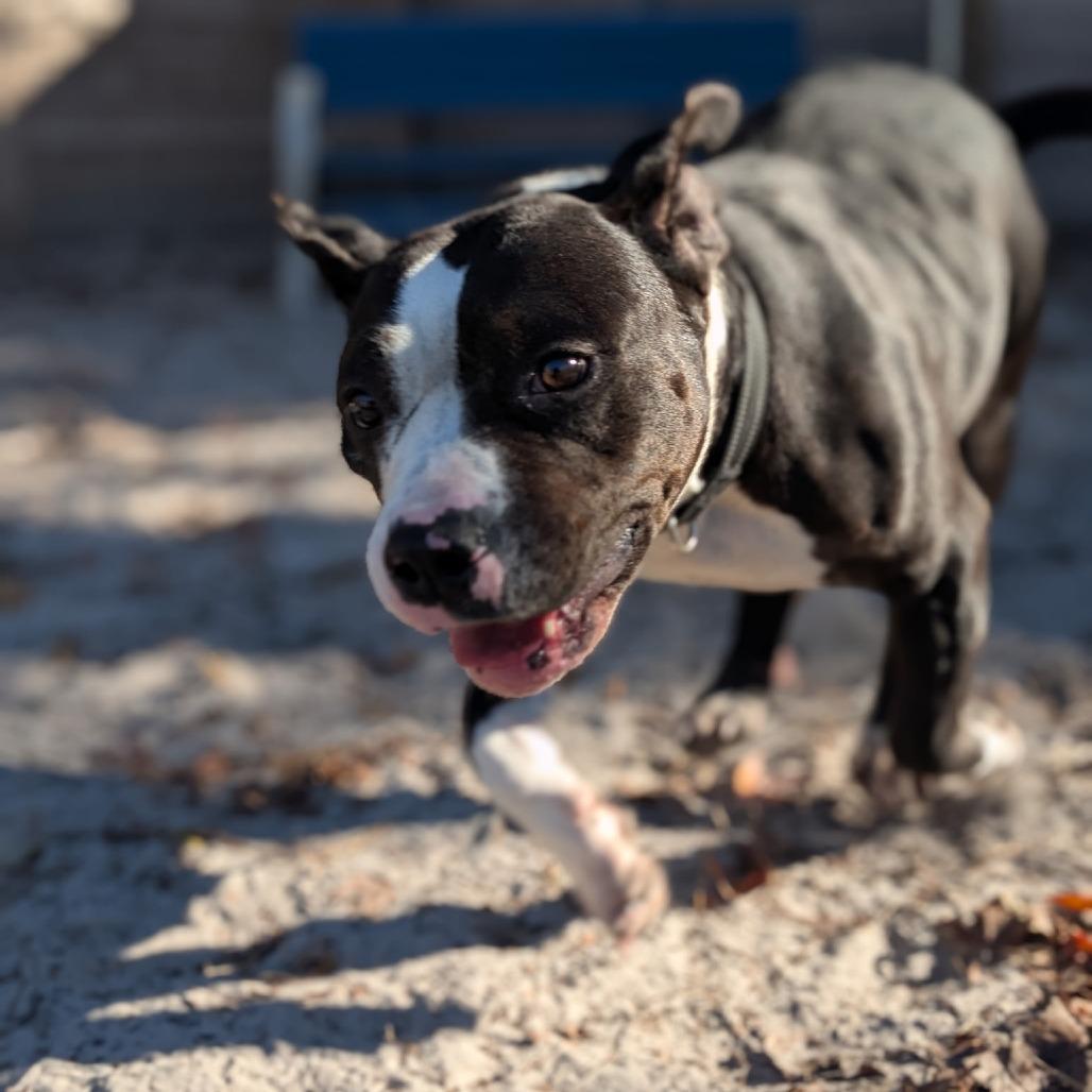 Enlarge Figgy Pudding 28282, a Adoptable Mixed Breed in Middleburg, FL image 1/5