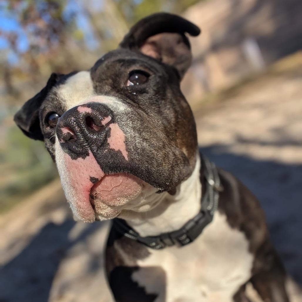 Enlarge Figgy Pudding 28282, a Adoptable Mixed Breed in Middleburg, FL image 2/5