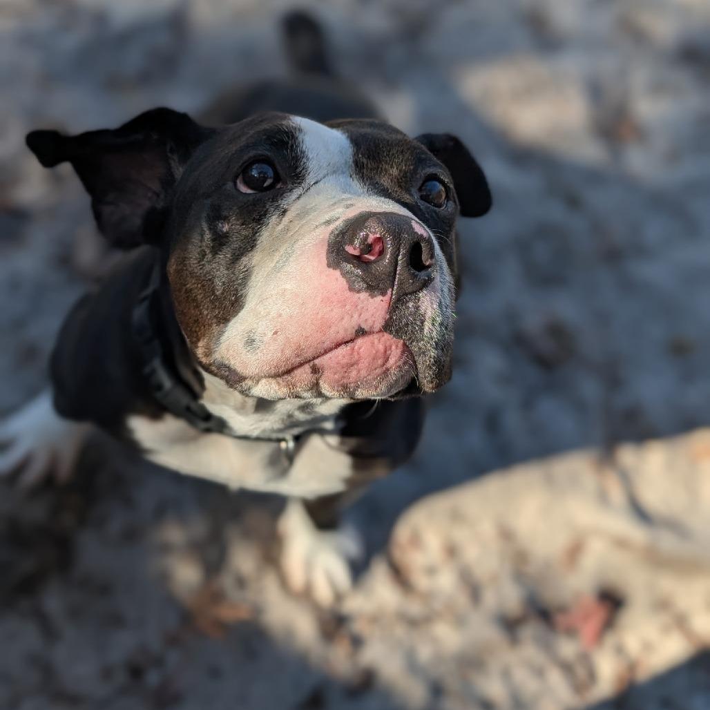 Enlarge Figgy Pudding 28282, a Adoptable Mixed Breed in Middleburg, FL image 3/5
