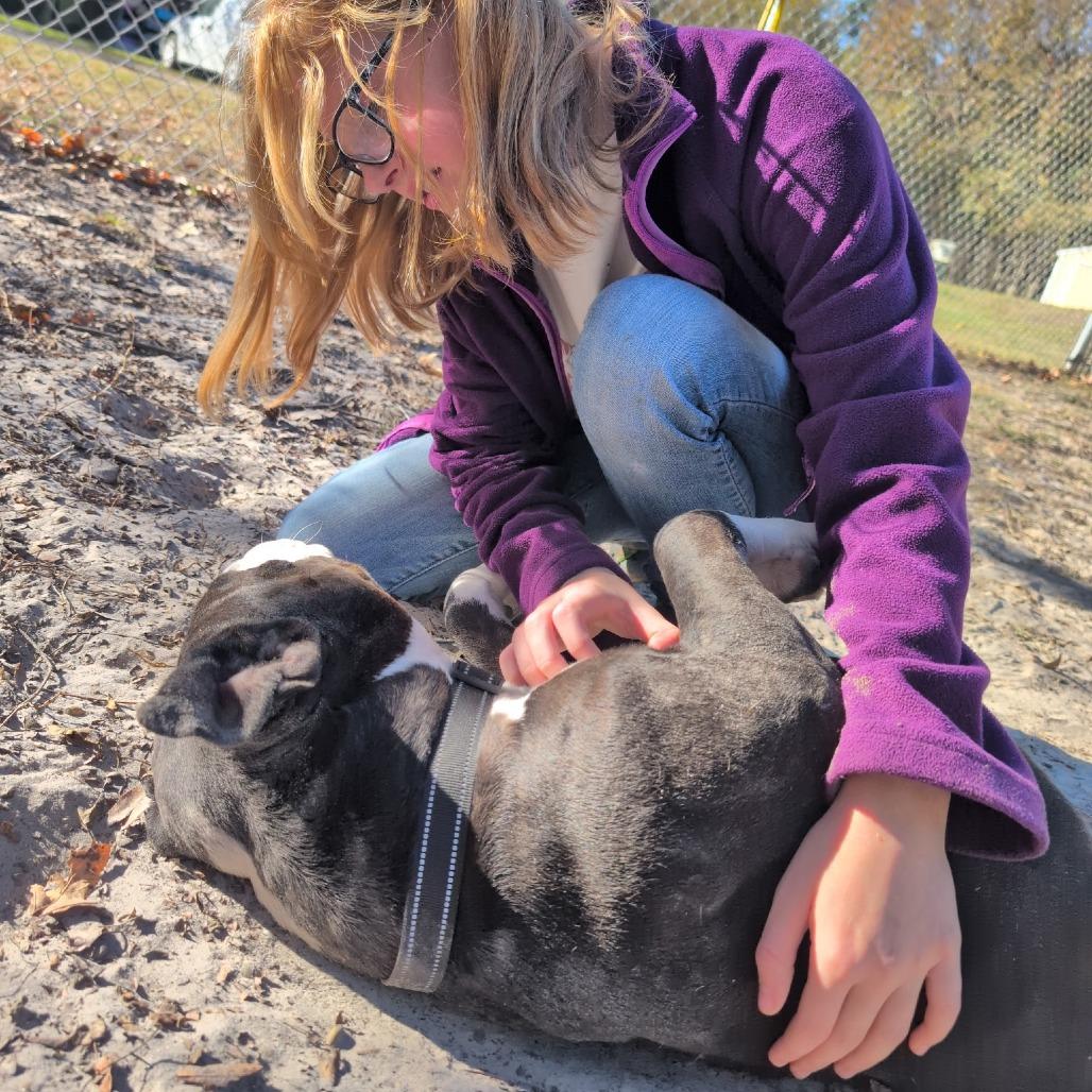 Enlarge Figgy Pudding 28282, a Adoptable Mixed Breed in Middleburg, FL image 4/5