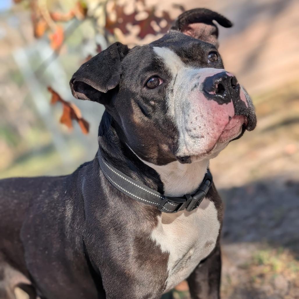 Enlarge Figgy Pudding 28282, a Adoptable Mixed Breed in Middleburg, FL image 5/5