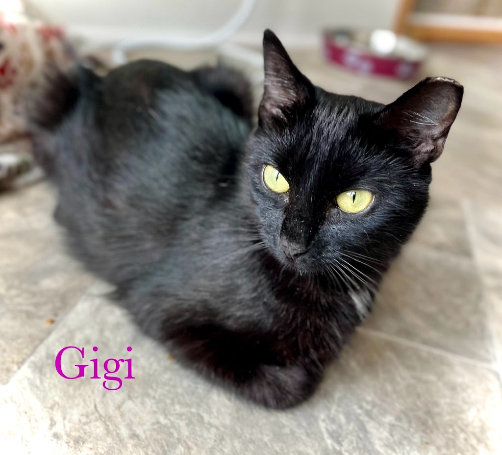 Cat for adoption GIGI, a Domestic Short Hair in Chalfont, PA Petfinder