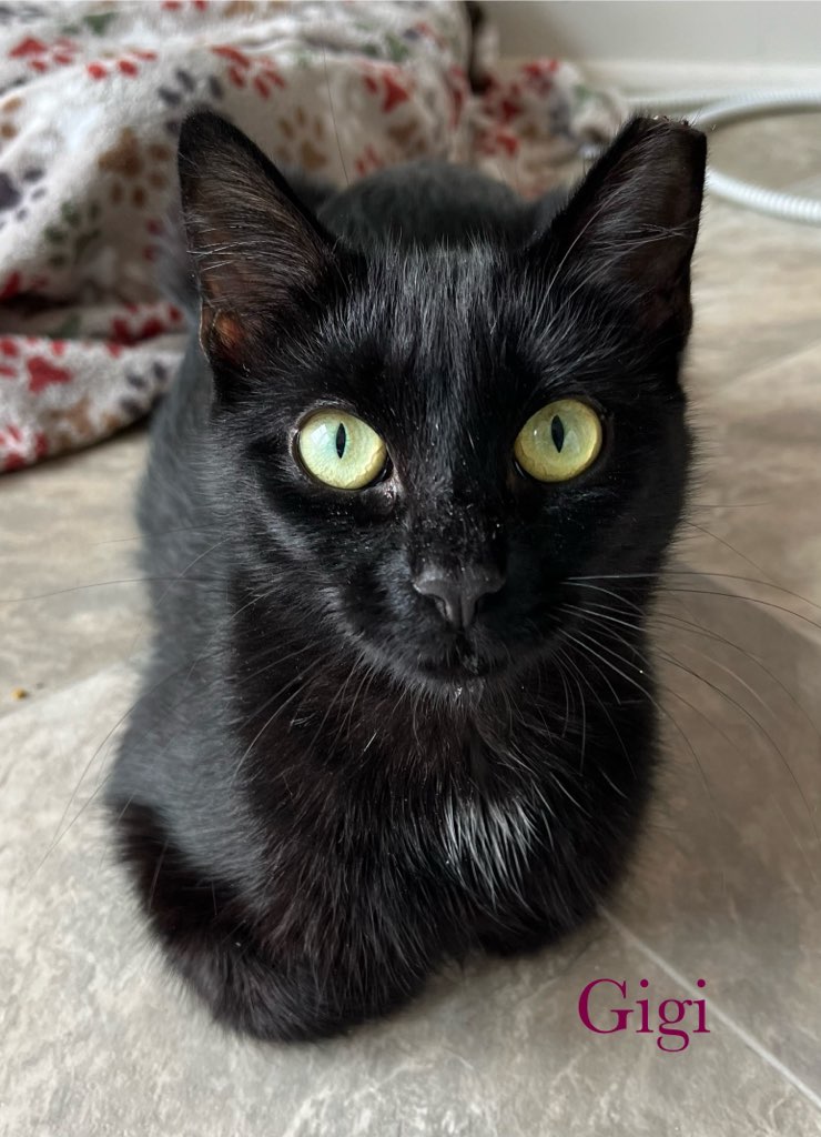 Cat for adoption GIGI, a Domestic Short Hair in Chalfont, PA Petfinder