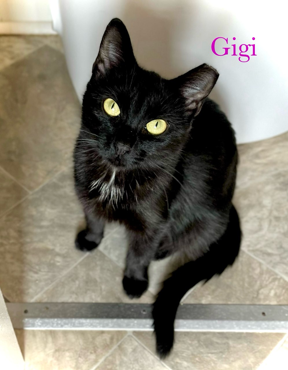 Cat for adoption GIGI, a Domestic Short Hair in Chalfont, PA Petfinder